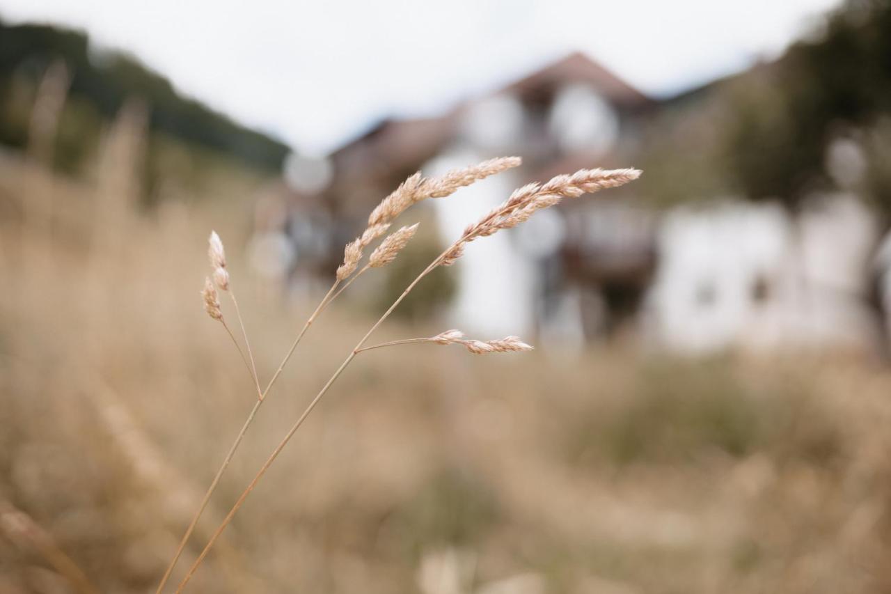 Winter-Nest Daire Todtnau Dış mekan fotoğraf