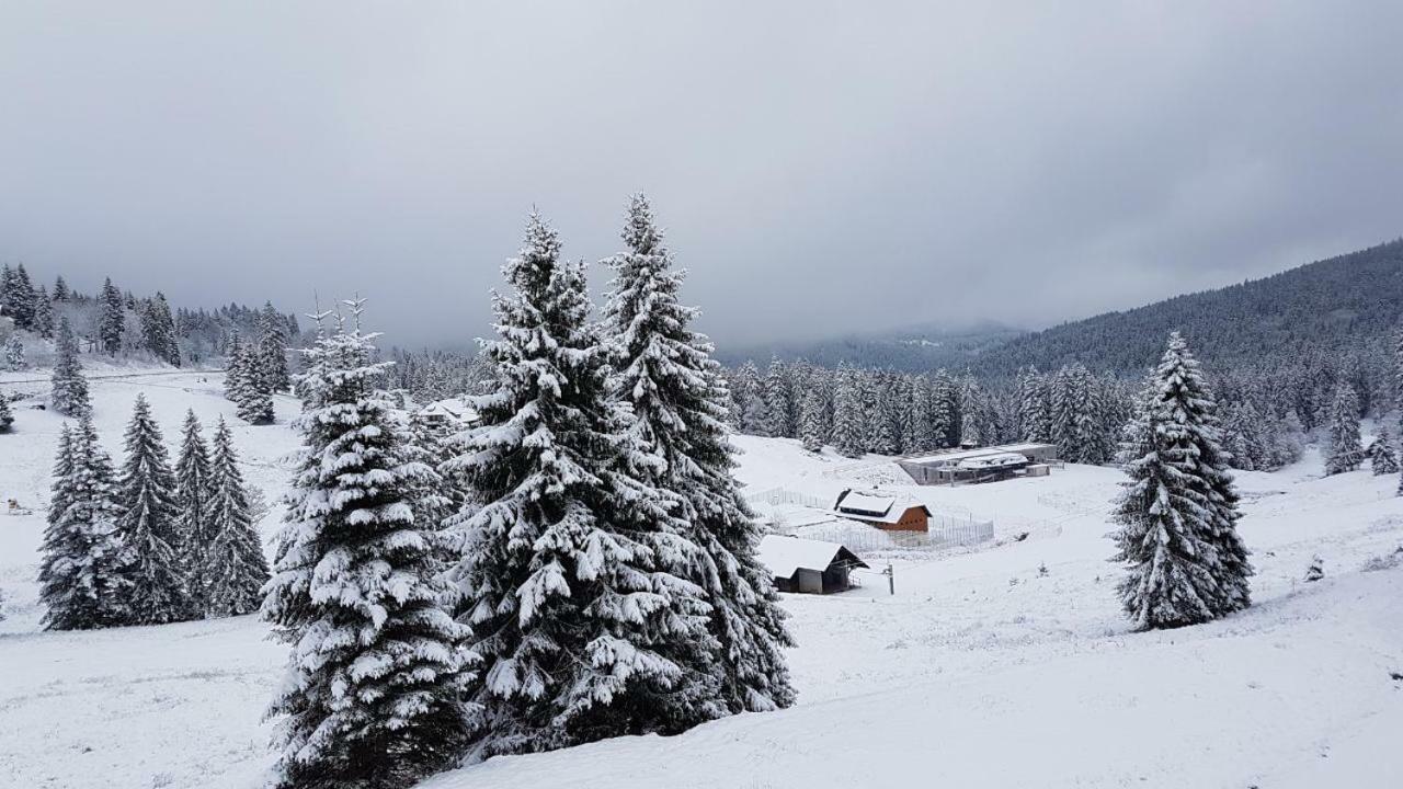 Winter-Nest Daire Todtnau Dış mekan fotoğraf